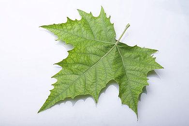 《Indomitable Blade》Steam页面上线 复古风战旗RPG